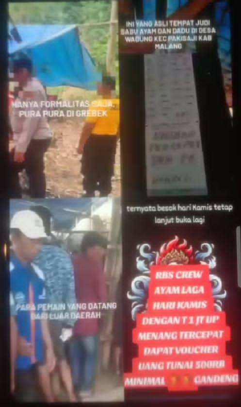 Sabung Ayam dan Dadu Kembali Marak, Penindakan Aparat Dipertanyakan