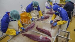 Pengembangan Kompetensi Pekerja Pengolahan Ikan Tuna di Indonesia
