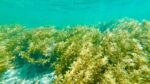 Meneliti 9 Manfaat Sehat dari Rumput Laut untuk Diet