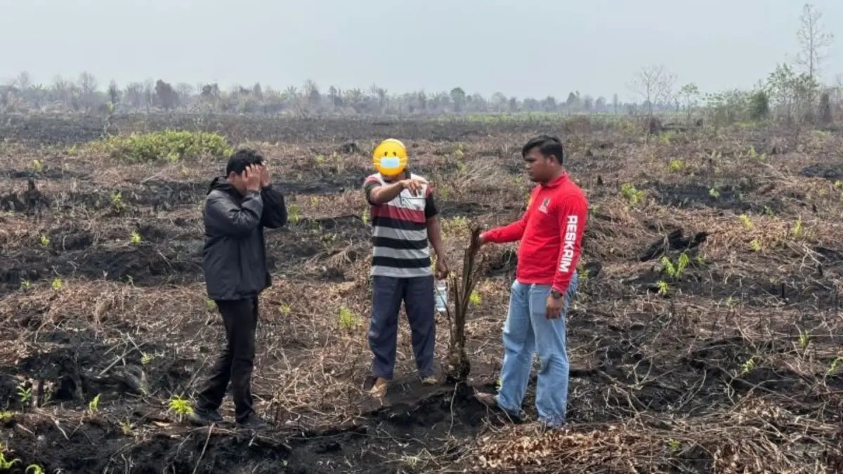 Penangkapan Pelaku Penanaman Sawit di Lahan Eks Kebakaran Hutan