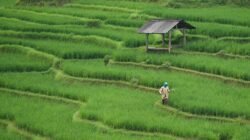 Ancaman Hilangnya Lahan Pertanian Indonesia Ancaman Hilangnya Lahan Pertanian Indonesia