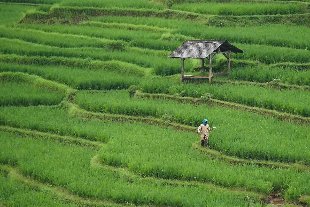 Ancaman Hilangnya Lahan Pertanian Indonesia