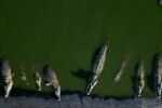 Kewaspadaan Warga Terhadap Ancaman Buaya di Perairan Riau