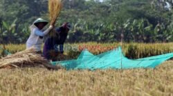 Mitigasi El Nino untuk Ketahanan Produksi Padi