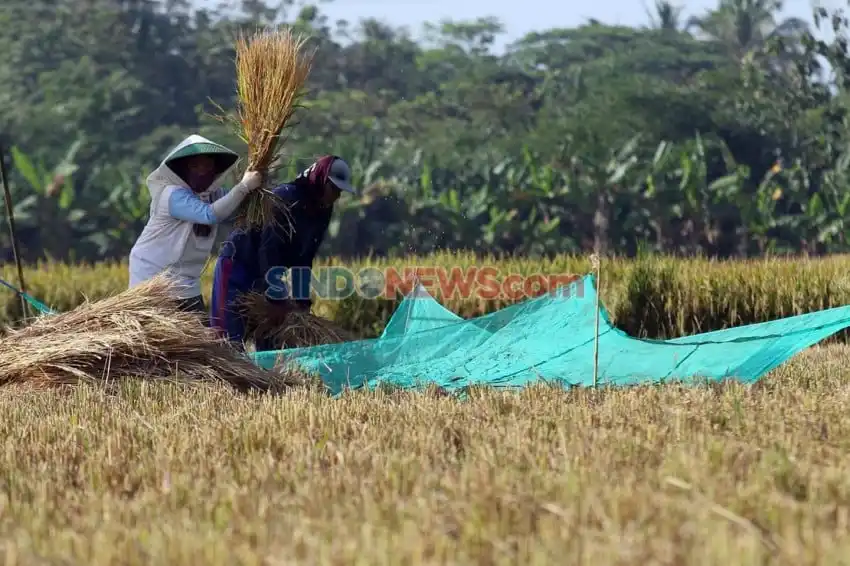 Mitigasi El Nino untuk Ketahanan Produksi Padi