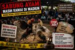 Warga Pertanyakan Aktivitas Sabung Ayam di Wungu Madiun, Dugaan Beking Oknum APH Mencuat