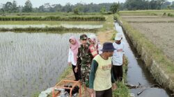 Jaga Ketahanan Pangan, Babinsa Kedawung Turun Ke Sawah Bantu Petani Sedot Air