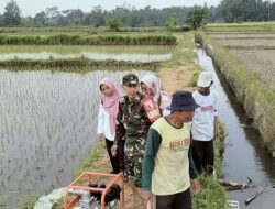 Jaga Ketahanan Pangan, Babinsa Kedawung Turun Ke Sawah Bantu Petani Sedot Air