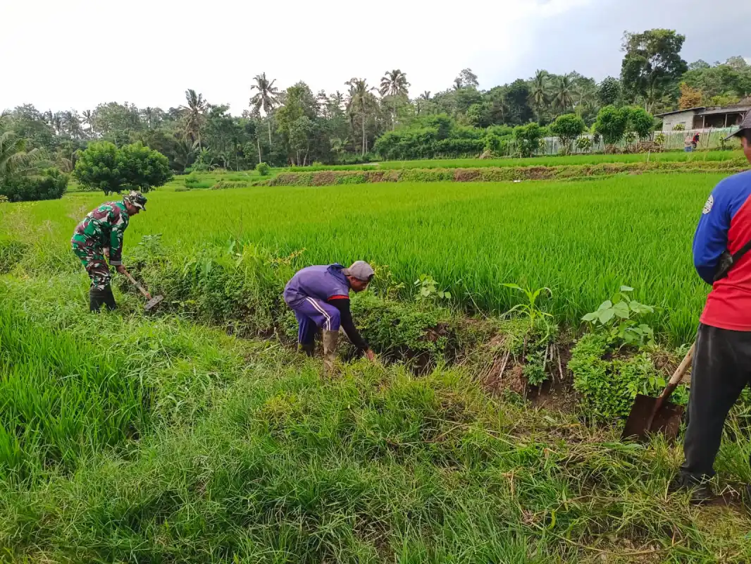 Jaga Ketahanan Pangan, Babinsa Koramil Doko Dampingi Petani Merawat Sawah Di Resapombo