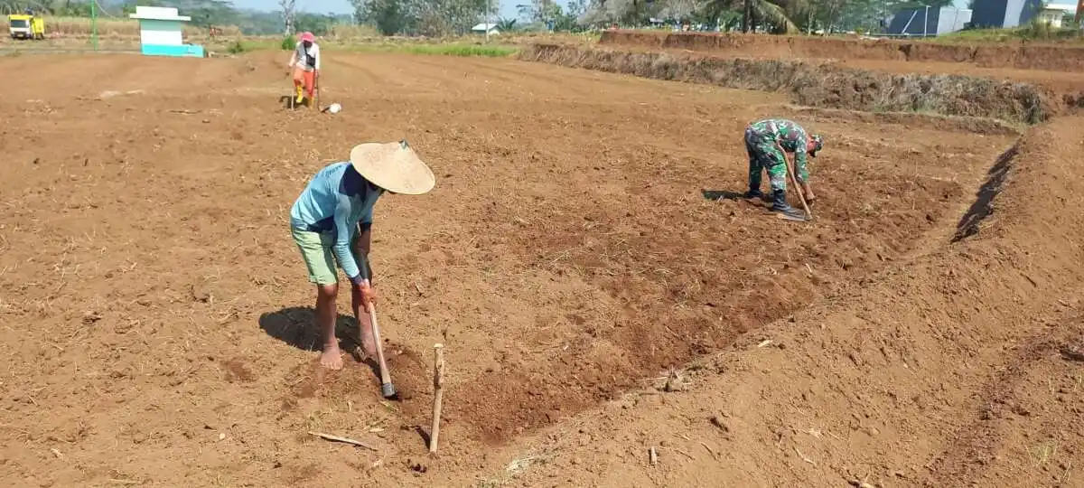 Dukung Ketahanan Pangan Nasional, Babinsa Selorejo Dampingi Petani Siapkan Lahan Tanam Jagung di Desa Boro