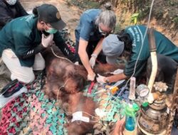 Orangutan Jantan ‘Sempurna’ Ditemukan Mati, Diduga Akibat Karhutla