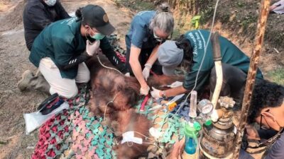 Orangutan Jantan ‘Sempurna’ Ditemukan Mati, Diduga Akibat Karhutla