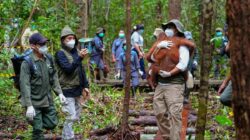Upaya Pemerintah dalam Penyelesaian Masalah Kebakaran Hutan dan Penyelamatan Satwa