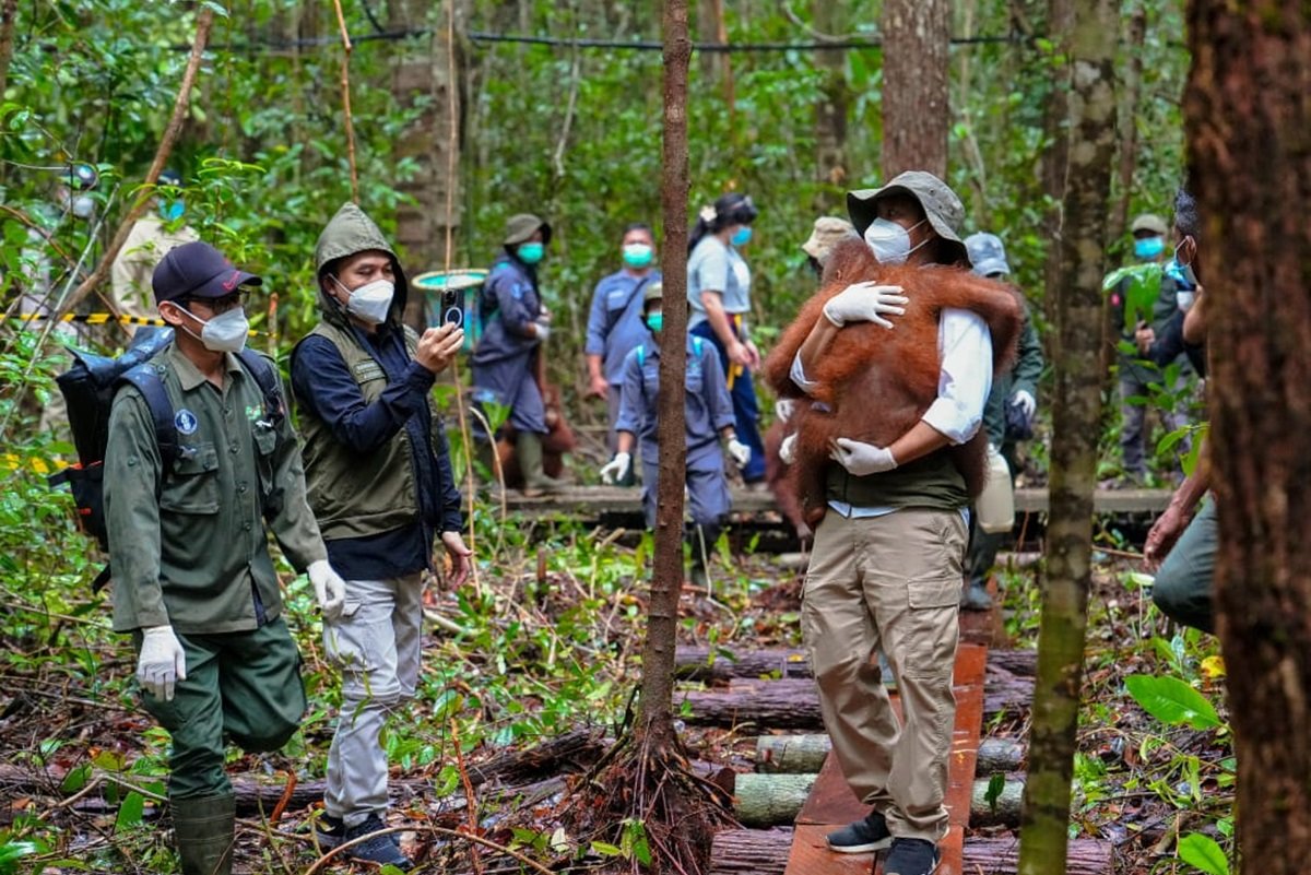 Upaya Pemerintah dalam Penyelesaian Masalah Kebakaran Hutan dan Penyelamatan Satwa