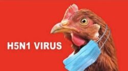Status Darurat Kesehatan di Uruguay Akibat Wabah Flu Burung