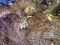 Kondisi Terkini Gunung Anak Krakatau di Tengah Aktivitas Vulkanik