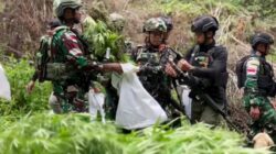 Penggagalan Ladang Ganja di Papua