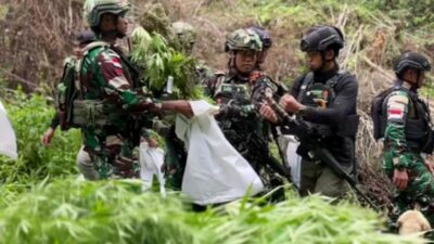 Penggagalan Ladang Ganja di Papua