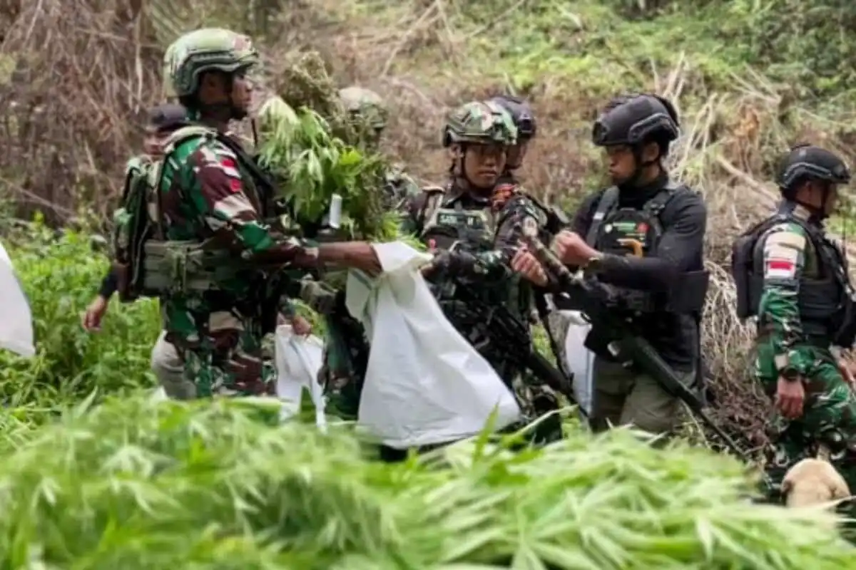 Penggagalan Ladang Ganja di Papua