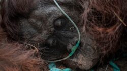 Dampak Kebakaran Hutan terhadap Populasi Orang Utan