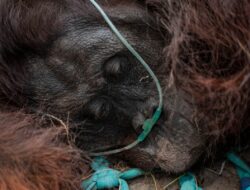 Dampak Kebakaran Hutan terhadap Populasi Orang Utan