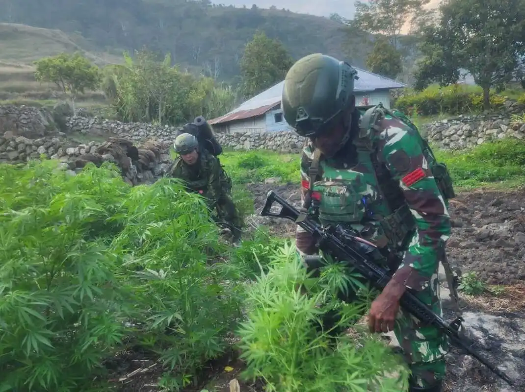 TNI Berhasil Gagalkan Peredaran Ganja di Yahukimo