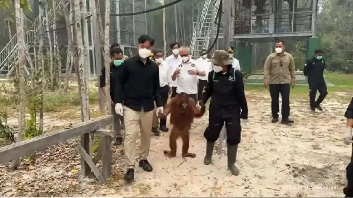 Perhatian Gibran terhadap Nasib Orangutan di Tengah Krisis Lingkungan