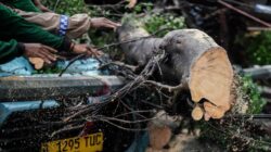 Tragedi Pohon Tumbang di Serang Mengakibatkan Satu Korban Jiwa