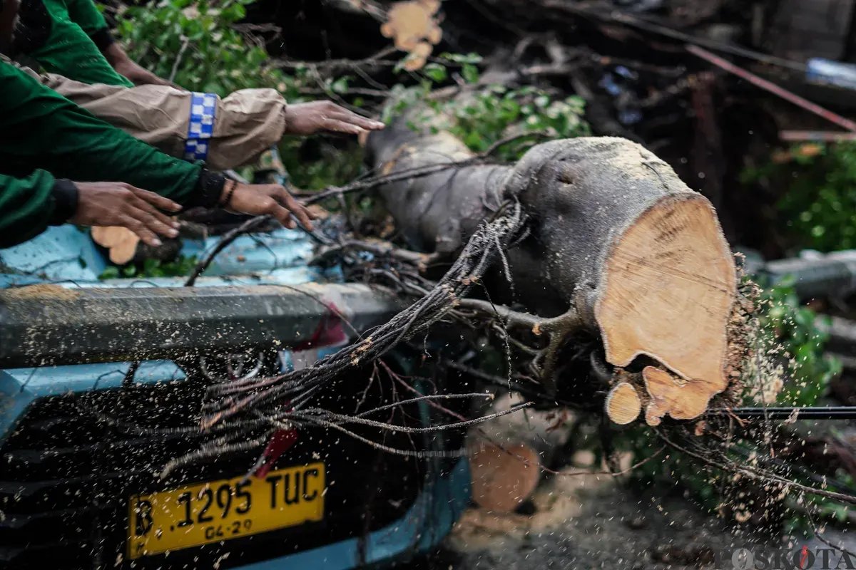 Tragedi Pohon Tumbang di Serang Mengakibatkan Satu Korban Jiwa