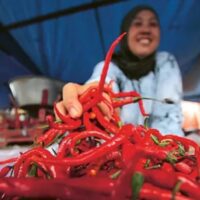 Upaya Stabilitas Harga Cabai Melalui Distribusi Efektif