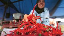 Upaya Stabilitas Harga Cabai Melalui Distribusi Efektif