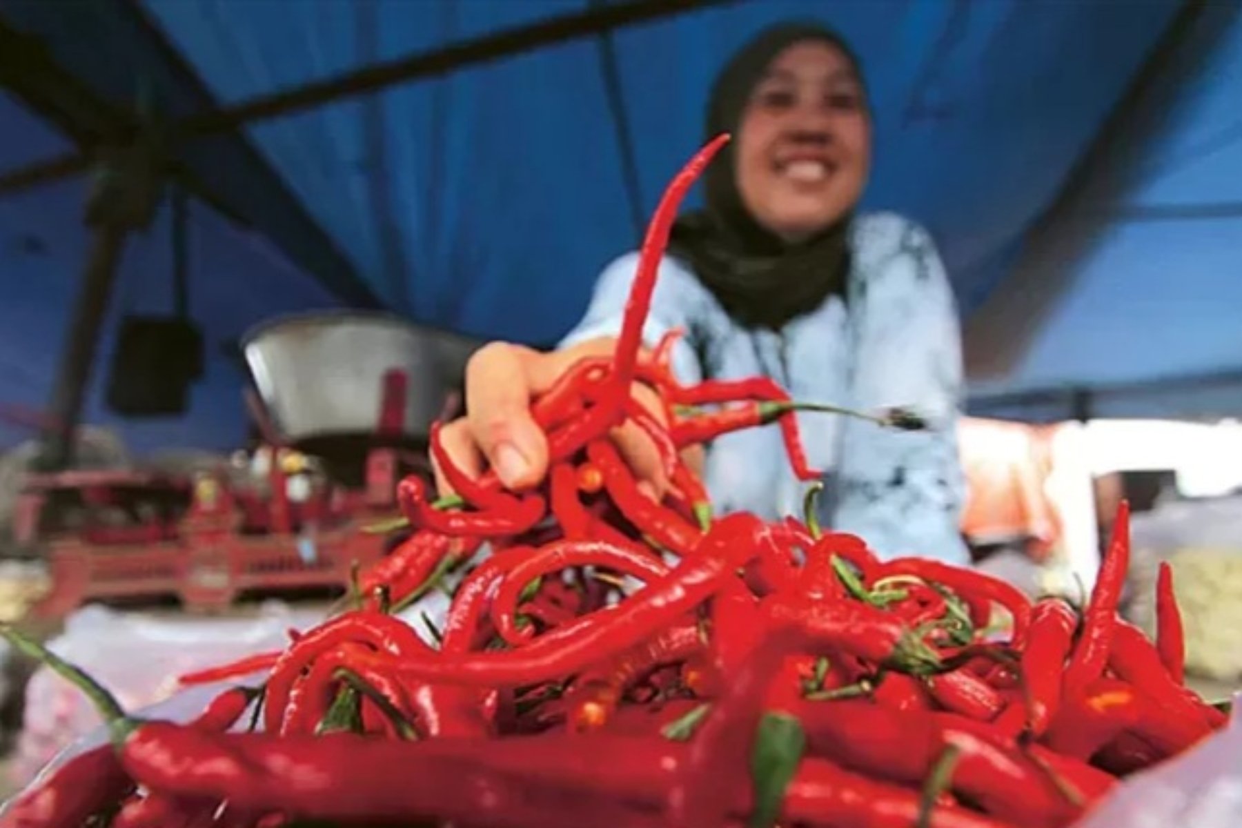 Upaya Stabilitas Harga Cabai Melalui Distribusi Efektif