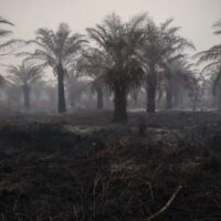 Penurunan Hotspot Karhutla Nasional: Kalimantan Tengah Masih Memimpin