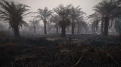 Penurunan Hotspot Karhutla Nasional: Kalimantan Tengah Masih Memimpin