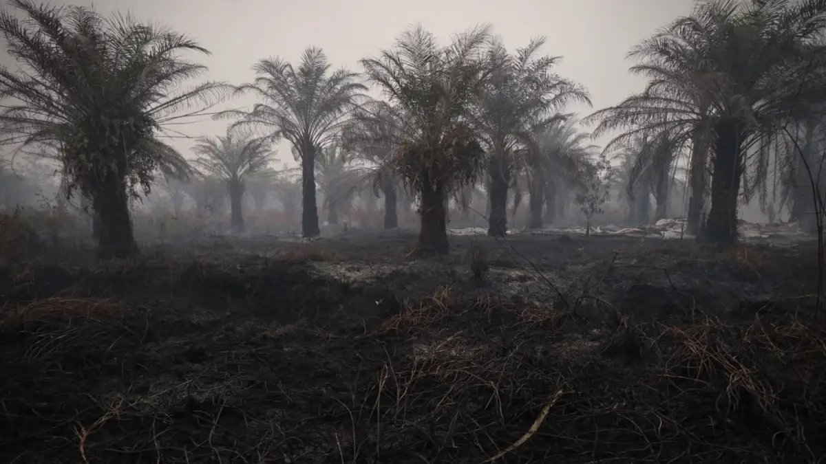 Penurunan Hotspot Karhutla Nasional: Kalimantan Tengah Masih Memimpin