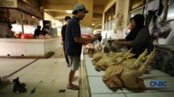 Waspada Kenaikan Harga: Tiga Komoditas Pangan Sorotan Utama