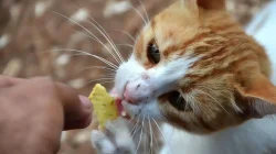 Pengendalian Kucing Liar di Bandung Melalui Sterilisasi