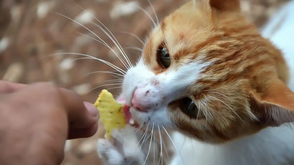 Pengendalian Kucing Liar di Bandung Melalui Sterilisasi