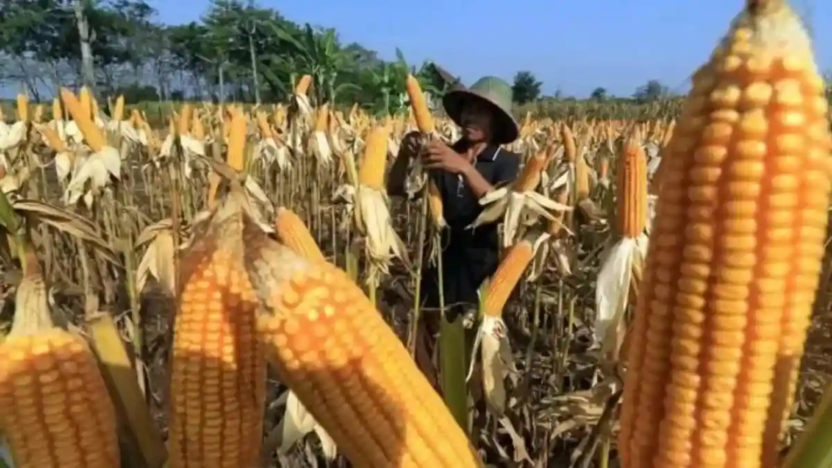 Dampak Kemarau Panjang Terhadap Produksi Jagung di Jatim