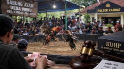 Sorotan Tajam Sabung Ayam di Weru Kandat, Aparat Diminta Buka Langkah Penindakan