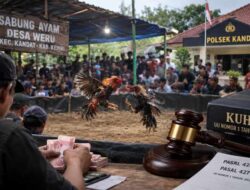 Sorotan Tajam Sabung Ayam di Weru Kandat, Aparat Diminta Buka Langkah Penindakan
