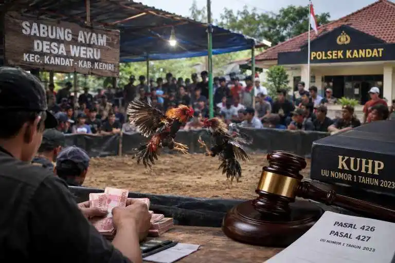 Sorotan Tajam Sabung Ayam di Weru Kandat, Aparat Diminta Buka Langkah Penindakan