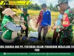 Sinergi Babinsa dan PPL Pertanian dalam Pengubinan Menjelang Panen Padi