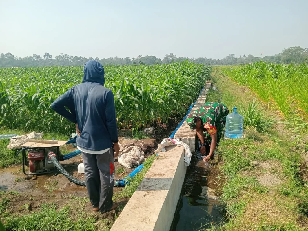 Dukung Hanpangan Lokal, Babinsa Koramil 0808/02 Garum Pendampingan Pengairan Tanaman Jagung Di Kelurahan Bence