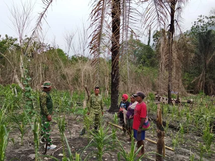 Satgas TMMD ke-130 Kodim 1808/Mansel Dampingi Petani Jagung, Perkuat Ketahanan Pangan Warga Kampung Yamboi