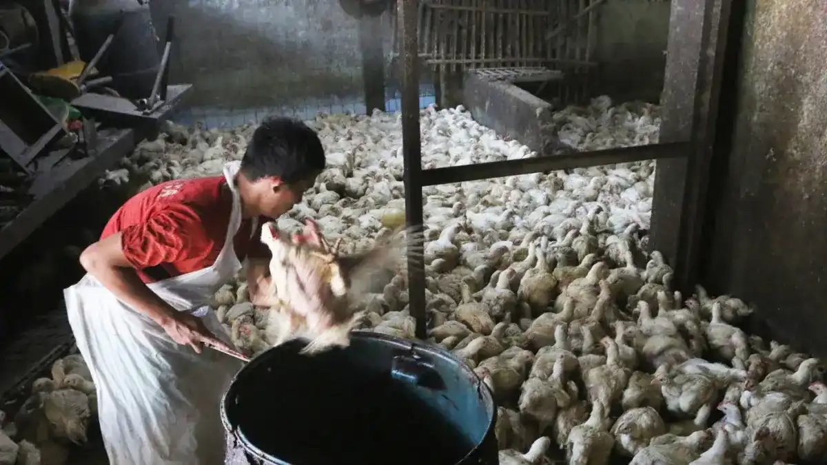 Permintaan MBG Dorong Harga Ayam, Bapanas Siapkan Subsidi Distribusi