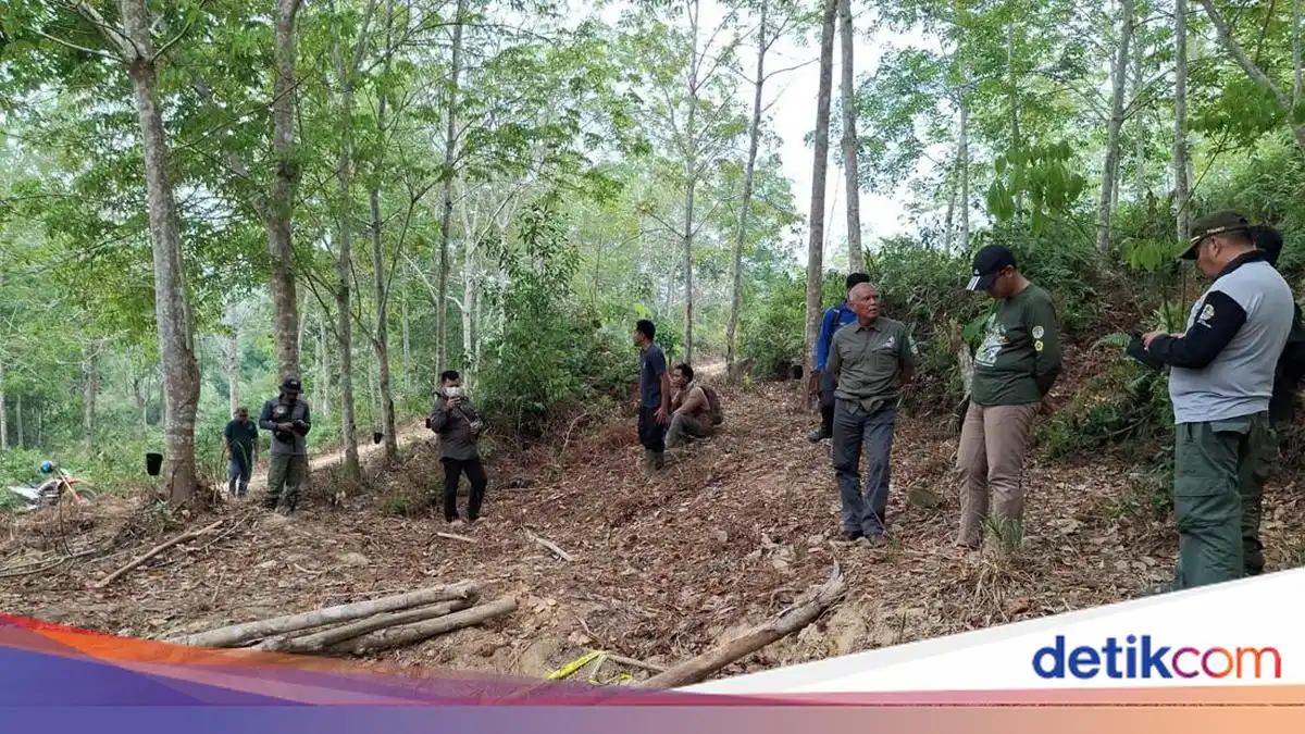 Kematian Anak Gajah di Konsesi Jambi Masih Didalami Gakkum