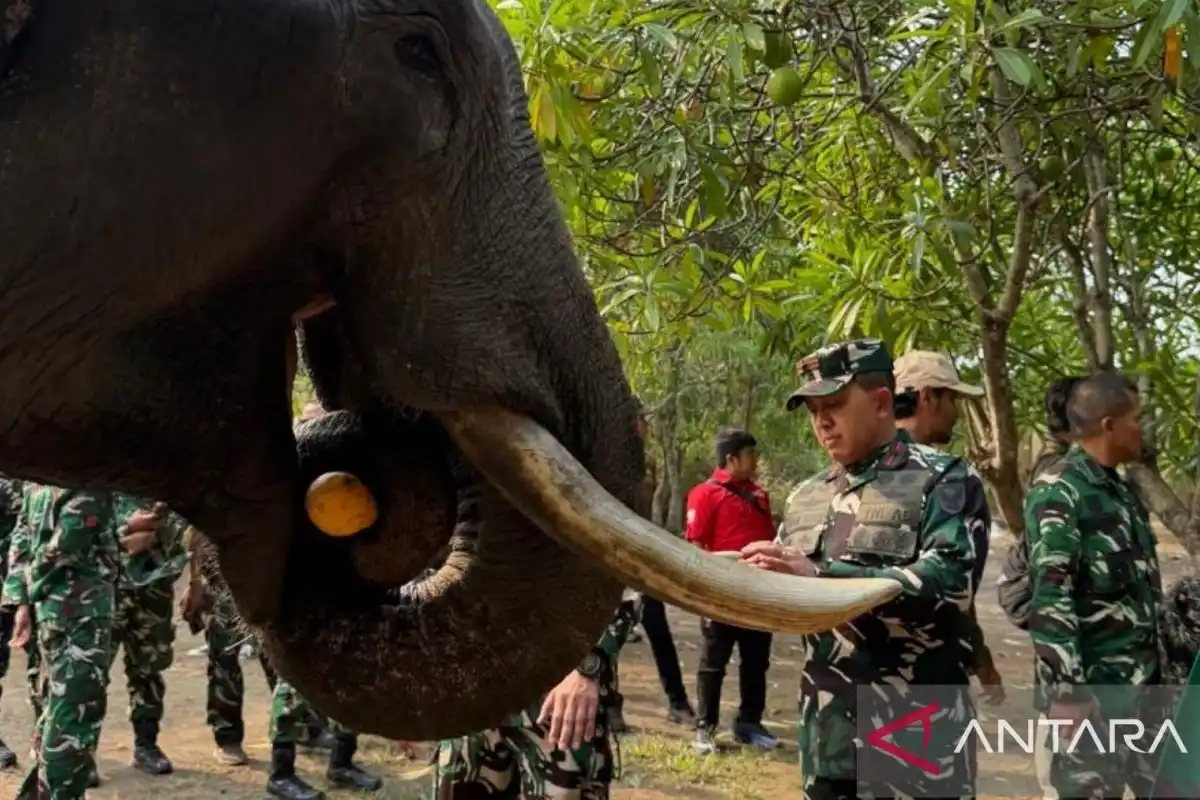 Korem 044/Garuda Dempo Memantau Kesehatan Gajah di Padang Sugihan