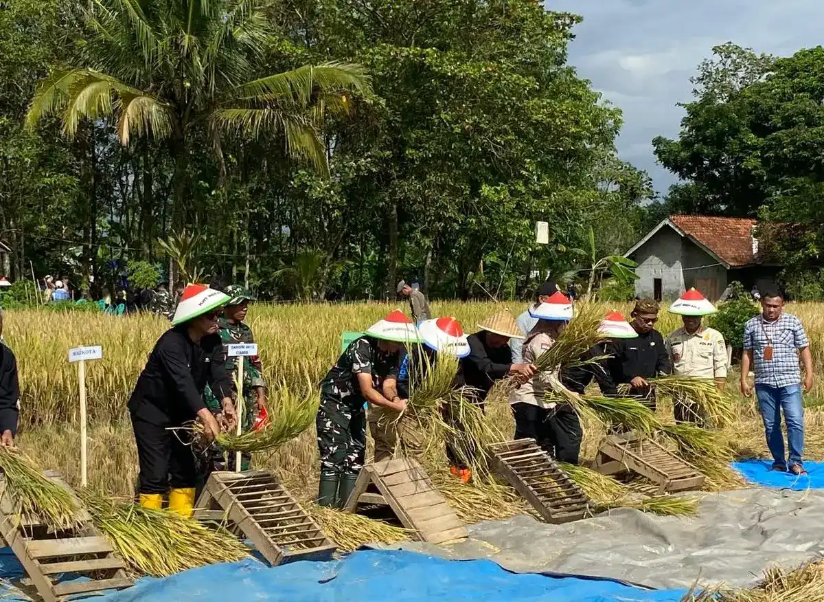 Serapan Gabah Bulog Ciamis Tembus 140 Ribu Ton hingga Oktober 2026