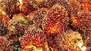 Harga TBS Sawit Kalbar Periode I Oktober 2026 Tertinggi Rp3.537 per Kilogram